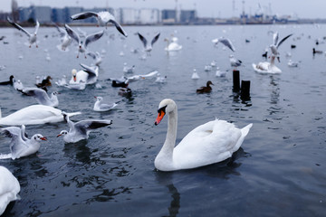 A white swan floats gracefully on the clear sea, along with the swan crab and the flying sailors on it. Horizontal view on the Odessa city background.