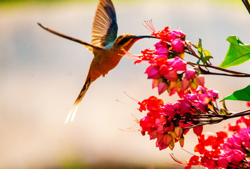 hummingbird flying before red flower