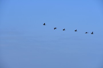 Flying Line