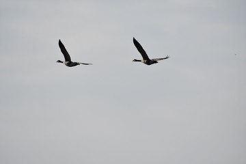 Two Geese