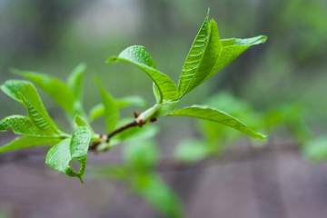 green leaves of a tree in spring