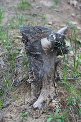 fungus on tree
