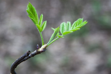plant