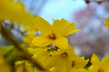 Forsythea