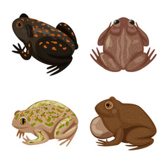 Vector illustration of frog and anuran logo. Collection of frog and animal stock vector illustration.