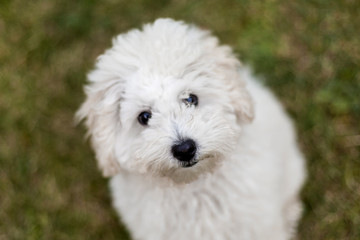 Portrait of a white Poodle puppy