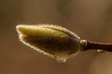 beautiful magnolia flowers with water droplets