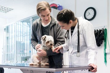Veterinarian examining dog in hospital