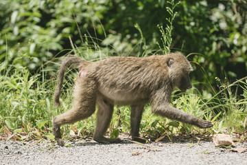 Portrait Baboon in Manyara