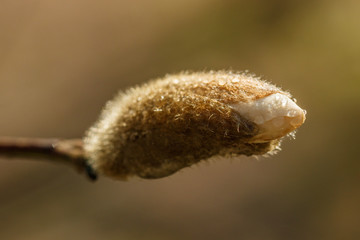 beautiful magnolia flowers with water droplets