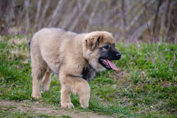 Karst Shepherd puppy walking
