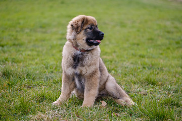 Karst Shepherd puppy sitting