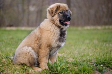 Karst Shepherd puppy sitting