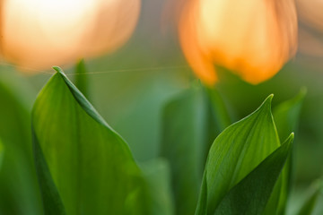 Saturated green leaves on the backdrop of the backyard sun. saturated green leaves on the back of a red evening sun. abstract natural backgrounds with green foliage and beauty bokeh.