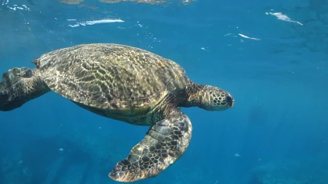 Pan Left to Right: Reflection of the Turtle Showing in the Surface in Lahaina, Hawaii
