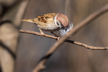 The little sparrow sits on a branch and holds a huge light feather in its beak and is preparing to make a nest. Brown bird and snow-white feather. Spring troubles.