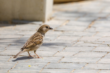 Small sparrow standing on the sidewalk tile