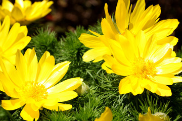 Yellow flower blooming. Outdoor view of Euryops pectinatus shrub, also called grey-leaved euryops, in the family Asteraceae. Daisy-like composite flowers with silvery green, hairy leaves.