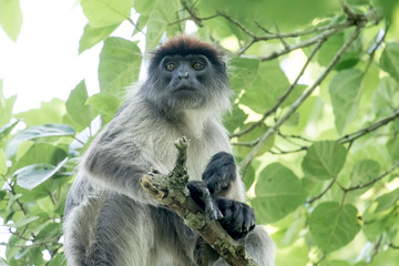 Red colobus in Bigodi