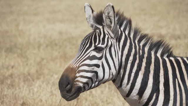 close up of a zebra chewing grass at ngorongoro crater in tanzania