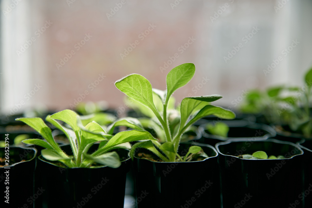 Wall mural fresh tomato seedlings growing on a windowsill. seedlings of peppers and tomatoes in plastic trays o