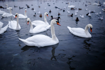 A group of the beautiful white swan floating in a cold water.
