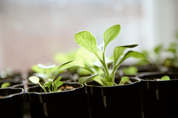 Fresh tomato seedlings growing on a windowsill. Seedlings of peppers and tomatoes in plastic trays...