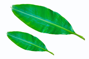 2 light green banana leaves isolated on a white background