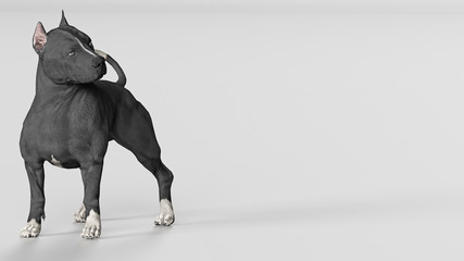 Belle pit bull terrier 3d-Look papier mural autocollant-sticker 