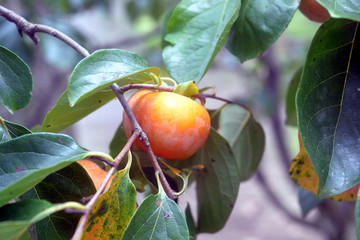 persimmon on the branch