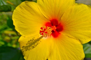 Yellow hibiscus with shadow