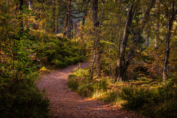 Fototapeta na wymiar Pathway in autumnal woodlands