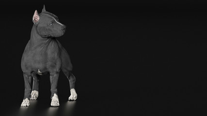 Pitbull with turned head ist standing and looking strong 3d render