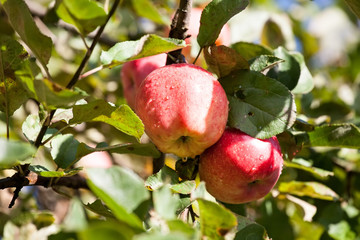 two big red apples on orchard tree branches closeup