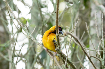 Bird in African