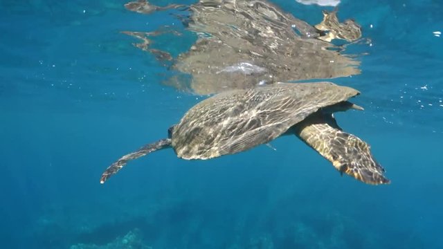 Lockdown: Sea Turtle Breathing Air with Head Above Water in Lahaina Hawaii in Lahaina, Hawaii