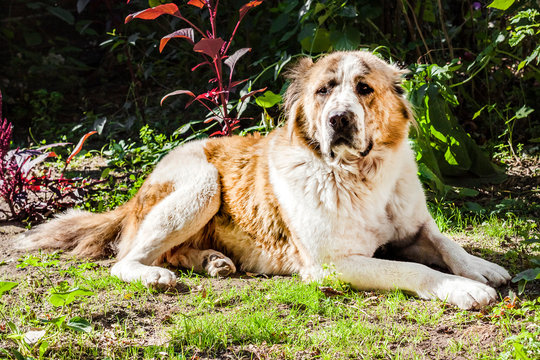 Central Asian Shepherd (Alabai) lying on grass in a garden