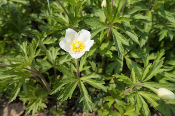 Single white flower of Anemone sylvestris in spring