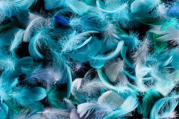 Obraz premium seamless background with bright blue, green and turquoise feathers isolated on black
