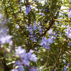 Flowering rosemary