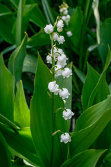 lily of the valley, spring