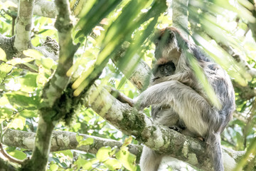 Red colobus in Bigodi
