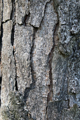 Textura do tronco de árvore