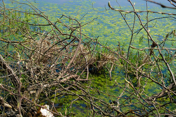 ETANGS BRENNE PRINTEMPS