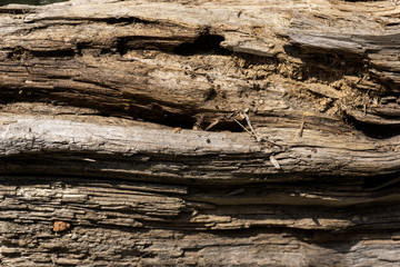 Old Wood Texture.