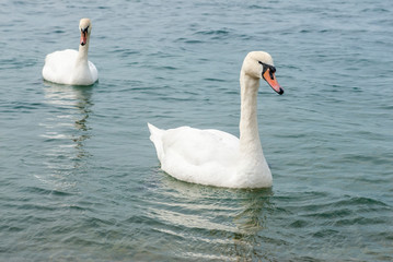 pair of white swans swims in the sea