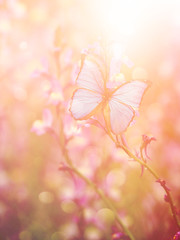 Beautiful butterfly with flowers