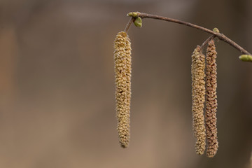 Hazel catkins - Corylus avellana in early spring closeup. branches with flowers of Hazel catkins (Corylus avellana) in early spring