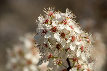 Beautiful closeup spring flowering blossoming plum tree in the spring. Selective focus.