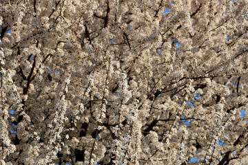 Beautiful closeup spring flowering blossoming plum tree in the spring. Selective focus.